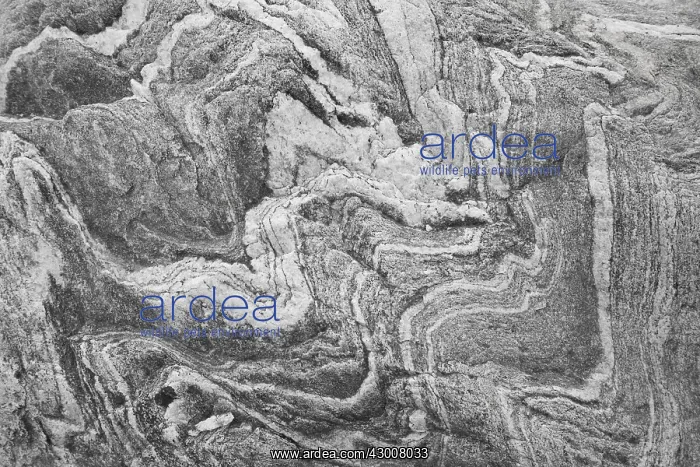 : Structures at a granite stone at glacier Gullybreen : Structures at a granite stone at glacier Gullybreen