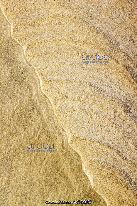 : Structures from the wind in the sand : Structures from the wind in the sand
