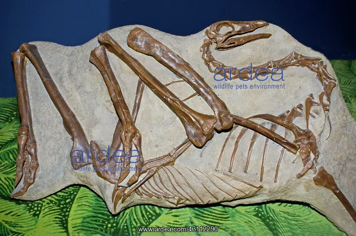 : Struthiomimus Sedens Dinosaur Cast : Struthiomimus Sedens Dinosaur Cast