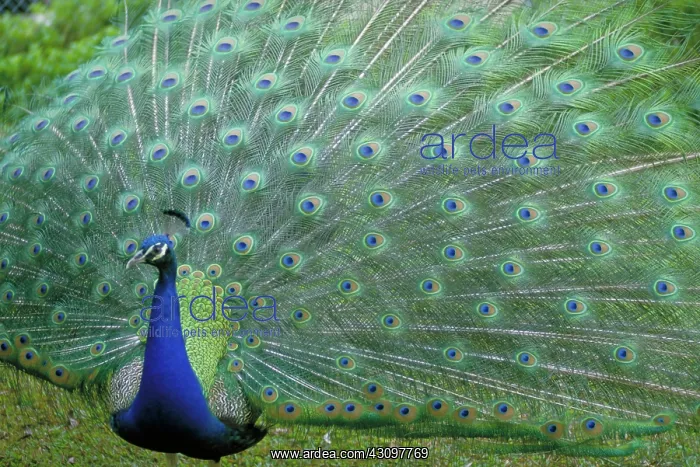 : Strutting Peacock : Strutting Peacock