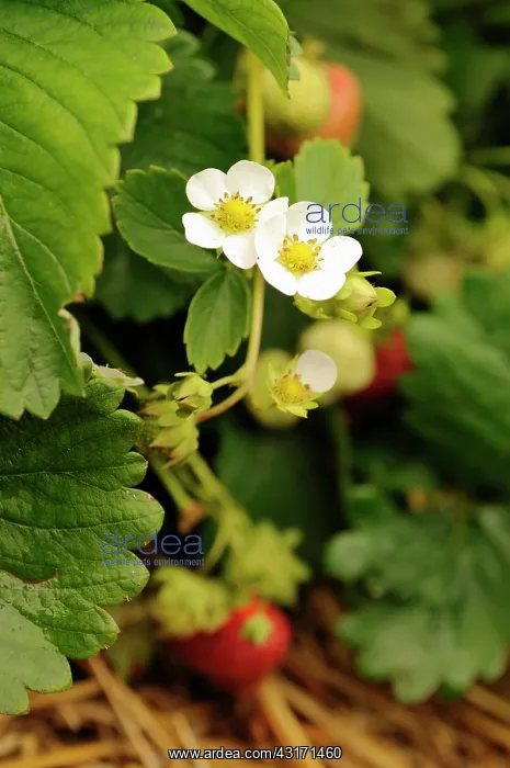 : Strwaberry, Fragaria, flowering and fruiting plants mulched : Strwaberry, Fragaria, flowering and fruiting plants mulched