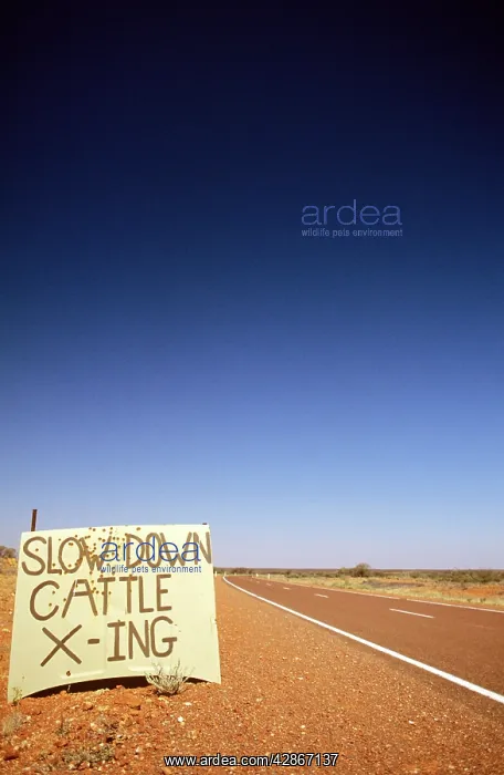 : Stuart Highway cattle crossing warning sign : Stuart Highway cattle crossing warning sign