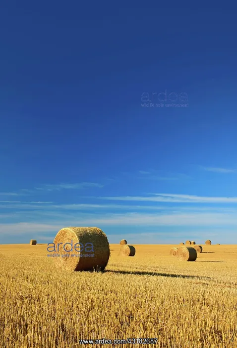 : Stubble field with round bales of straw, summer : Stubble field with round bales of straw, summer
