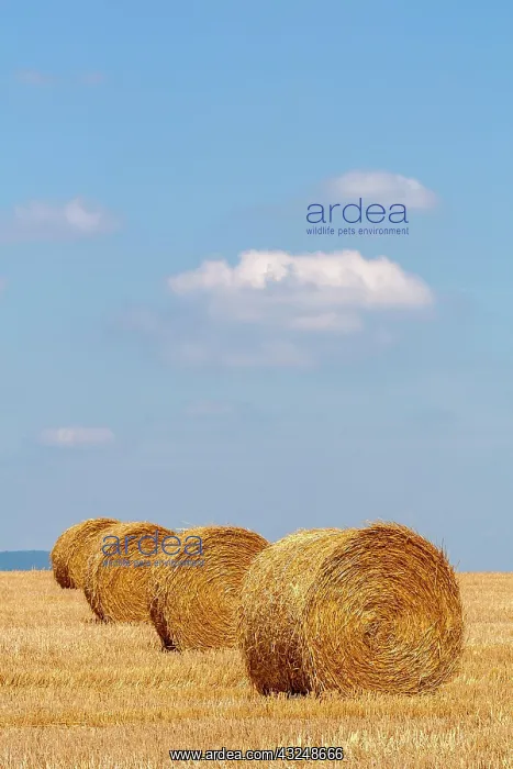 : Stubble field with straw rolls, Palatinate, Rhineland-Palati : Stubble field with straw rolls, Palatinate, Rhineland-Palati