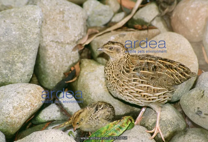 : Stubble Quail - with chick : Stubble Quail - with chick