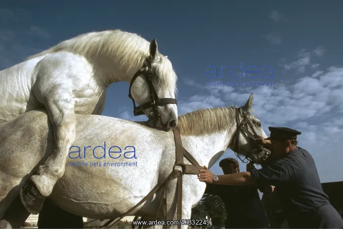 : Stud Farm - Percherons mating : Stud Farm - Percherons mating