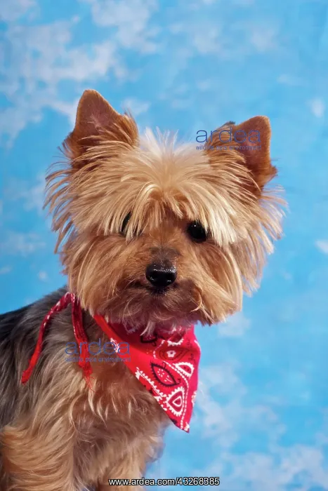 : Studio portrait, Yorkshire Terrier : Studio portrait, Yorkshire Terrier