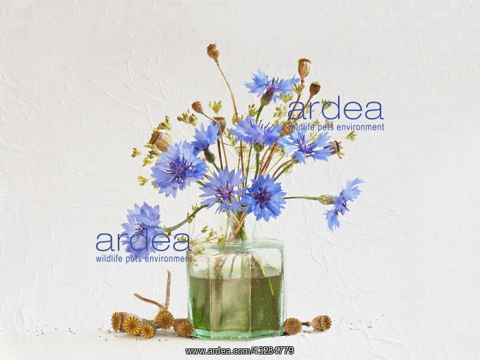 : Studio shot of Cornflower, Centaurea cyanus and : Studio shot of Cornflower, Centaurea cyanus and