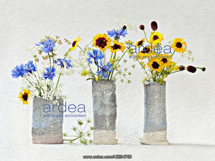 : Studio shot of Cornflower, Centaurea cyanus Cow : Studio shot of Cornflower, Centaurea cyanus Cow