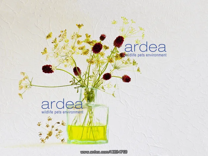 : Studio shot of Cow parsley, Anthriscus sylvestris : Studio shot of Cow parsley, Anthriscus sylvestris