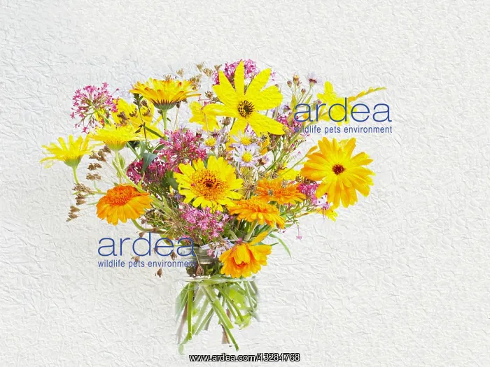 : Studio shot of summer flowers in glass jar, Artistic : Studio shot of summer flowers in glass jar, Artistic