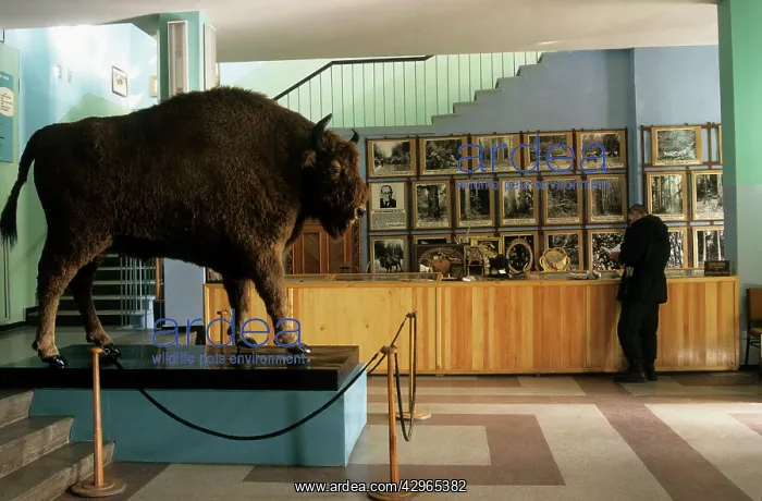 : Stuffed European Bison : Stuffed European Bison