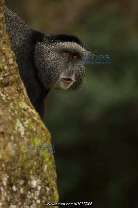 : Stuhlmann's blue monkey, Cercopithecus mitis : Stuhlmann's blue monkey, Cercopithecus mitis