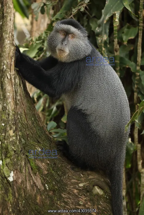 : Stuhlmann's blue monkey, Cercopithecus mitis : Stuhlmann's blue monkey, Cercopithecus mitis