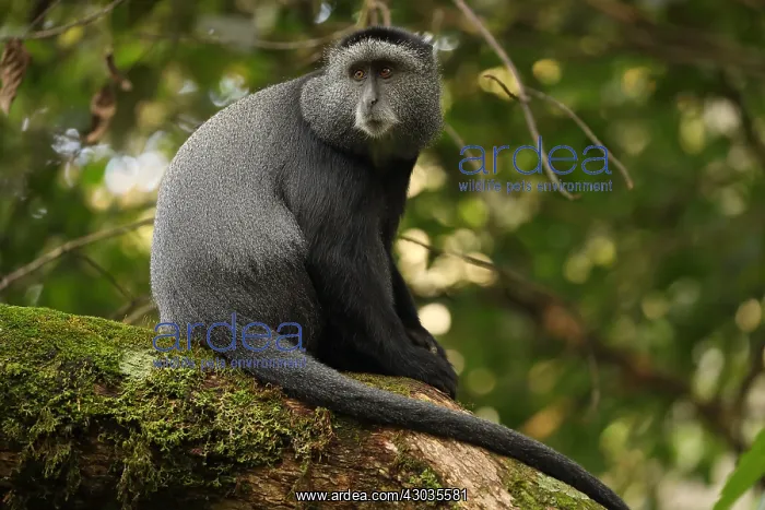 : Stuhlmann's blue monkey, Cercopithecus mitis : Stuhlmann's blue monkey, Cercopithecus mitis