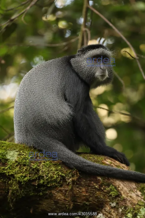 : Stuhlmann's blue monkey, Cercopithecus mitis : Stuhlmann's blue monkey, Cercopithecus mitis