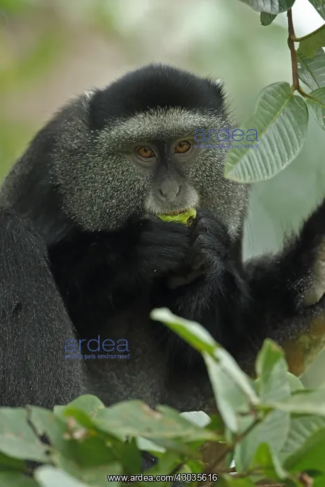 : Stuhlmann's blue monkey, Cercopithecus mitis : Stuhlmann's blue monkey, Cercopithecus mitis