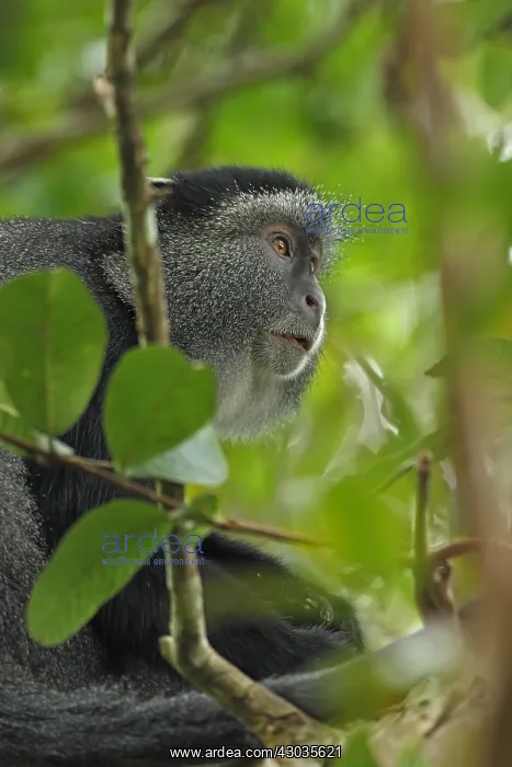 : Stuhlmann's blue monkey, Cercopithecus mitis
