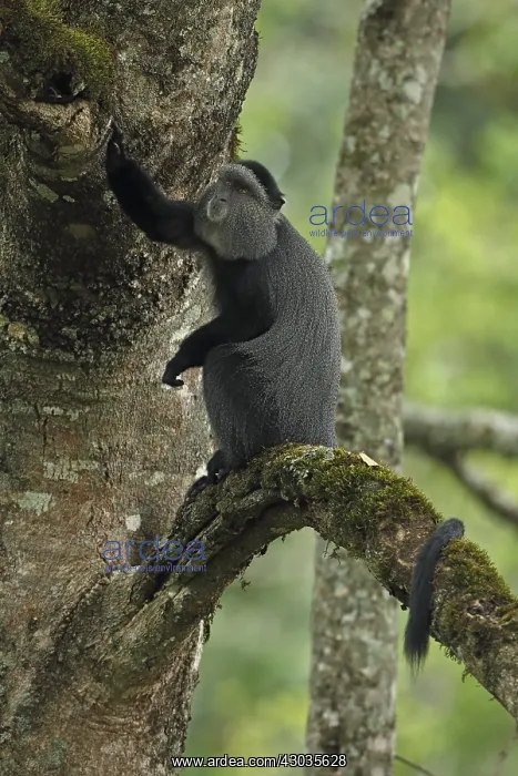 : Stuhlmann's blue monkey, Cercopithecus mitis : Stuhlmann's blue monkey, Cercopithecus mitis
