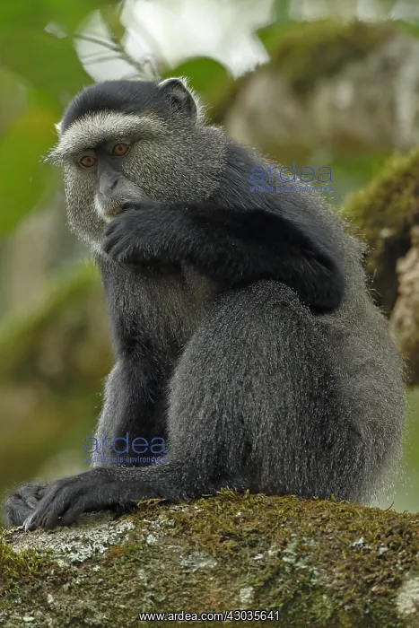 : Stuhlmann's blue monkey, Cercopithecus mitis : Stuhlmann's blue monkey, Cercopithecus mitis