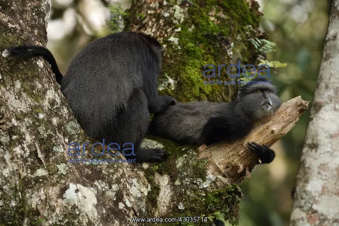 : Stuhlmann's blue monkey, Cercopithecus mitis : Stuhlmann's blue monkey, Cercopithecus mitis