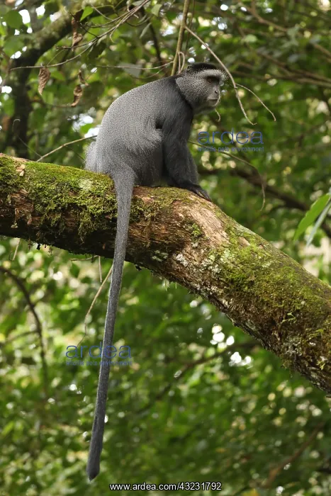 : Stuhlmann's blue monkey, Cercopithecus mitis : Stuhlmann's blue monkey, Cercopithecus mitis