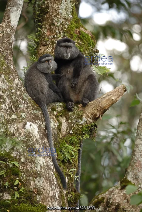 : Stuhlmann's blue monkey, Cercopithecus mitis : Stuhlmann's blue monkey, Cercopithecus mitis