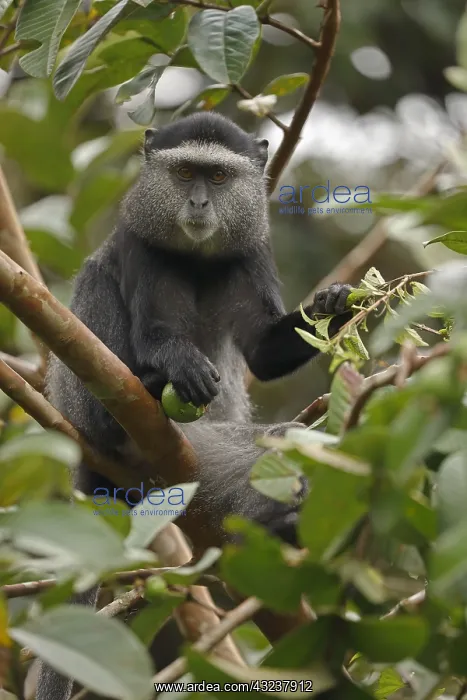  : Stuhlmann's blue monkey, Cercopithecus mitis