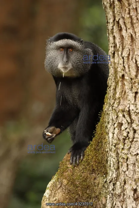 : Stuhlmann's blue monkey, Cercopithecus mitis : Stuhlmann's blue monkey, Cercopithecus mitis