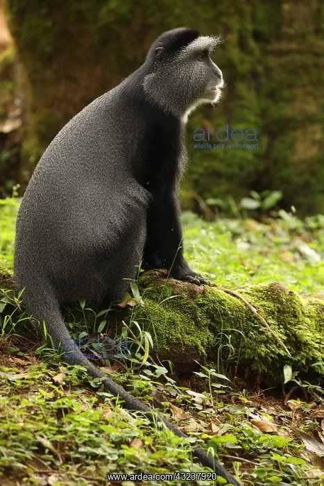  : Stuhlmann's blue monkey, Cercopithecus mitis
