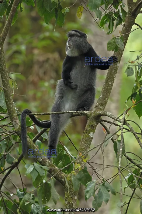 : Stuhlmann's blue monkey, Cercopithecus mitis : Stuhlmann's blue monkey, Cercopithecus mitis