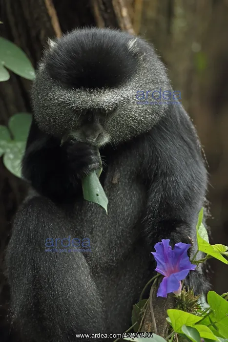 : Stuhlmann's blue monkey, Cercopithecus mitis : Stuhlmann's blue monkey, Cercopithecus mitis