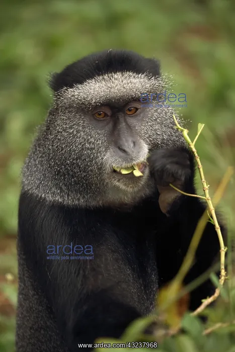 : Stuhlmann's blue monkey, Cercopithecus mitis : Stuhlmann's blue monkey, Cercopithecus mitis