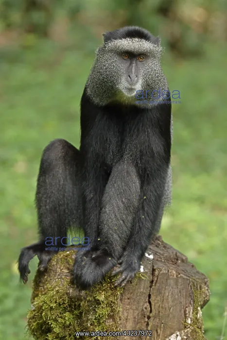 : Stuhlmann's blue monkey, Cercopithecus mitis : Stuhlmann's blue monkey, Cercopithecus mitis