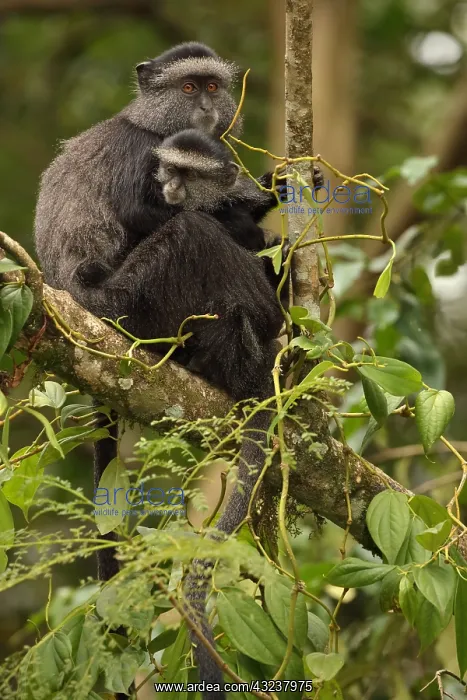 : Stuhlmann's blue monkey, Cercopithecus mitis : Stuhlmann's blue monkey, Cercopithecus mitis