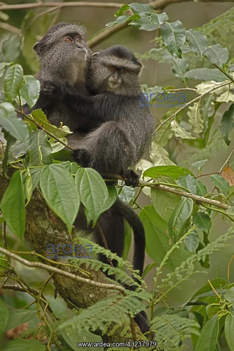 : Stuhlmann's blue monkey, Cercopithecus mitis : Stuhlmann's blue monkey, Cercopithecus mitis