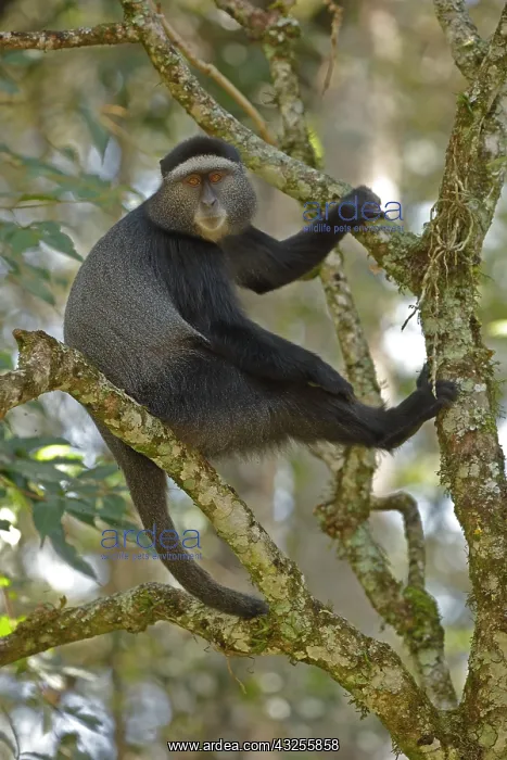 : Stuhlmann's blue monkey, Cercopithecus mitis : Stuhlmann's blue monkey, Cercopithecus mitis
