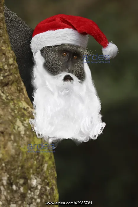: Stuhlmann's blue monkey, with Father Christmas : Stuhlmann's blue monkey, with Father Christmas