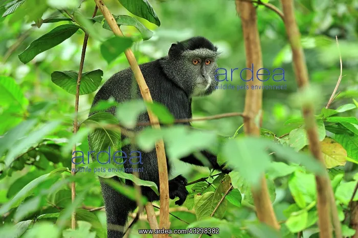 : Stuhlmann's Blue Monkey / Sykes monkey / Diademed : Stuhlmann's Blue Monkey / Sykes monkey / Diademed