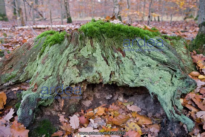  : Stump - covered with mosses and lichens