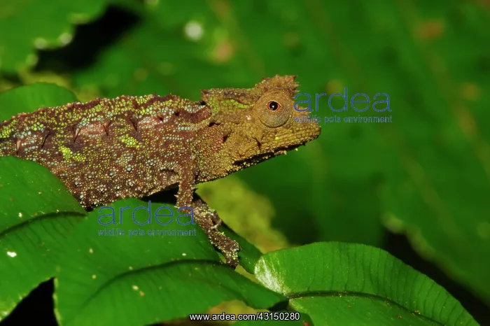: Stump-tailed chameleon : Stump-tailed chameleon