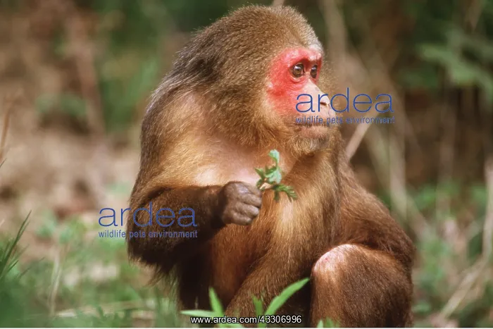 : STUMP TAILED MACAQUE MONKEY : STUMP TAILED MACAQUE MONKEY