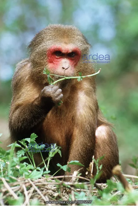 : Stump-tailed Macaque Monkey - eating : Stump-tailed Macaque Monkey - eating