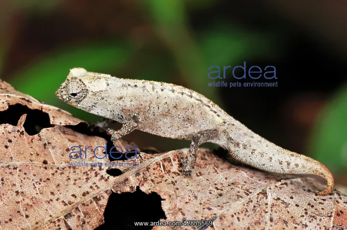 : Stumped-tailed Chameleon / Leaf Chameleon : Stumped-tailed Chameleon / Leaf Chameleon