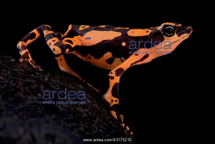 : Stumpfoot toad (Atelopus hoogmoedi) on black background : Stumpfoot toad (Atelopus hoogmoedi) on black background
