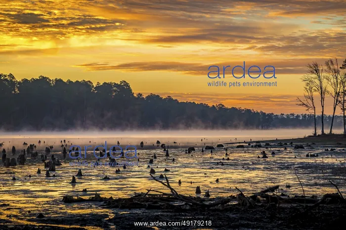 : Stumps protrude from low water in Geiger Lake at sunrise in Paul B : Stumps protrude from low water in Geiger Lake at sunrise in Paul B