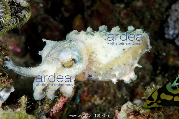 : Stumpy-spined Cuttlefish : Stumpy-spined Cuttlefish