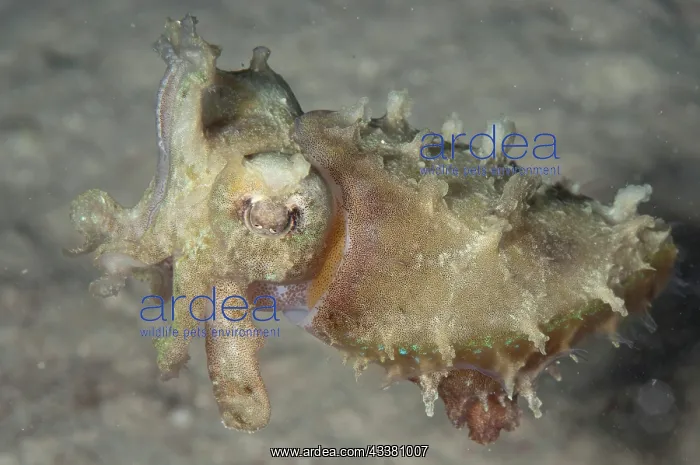 : Stumpy-spined Cuttlefish : Stumpy-spined Cuttlefish