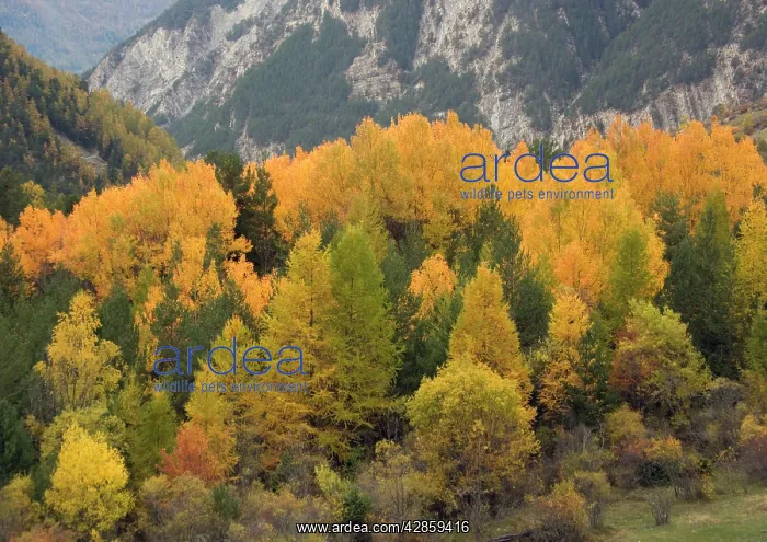 : Stunning autumn colour in the Ubaye valley, Maritime Alps : Stunning autumn colour in the Ubaye valley, Maritime Alps