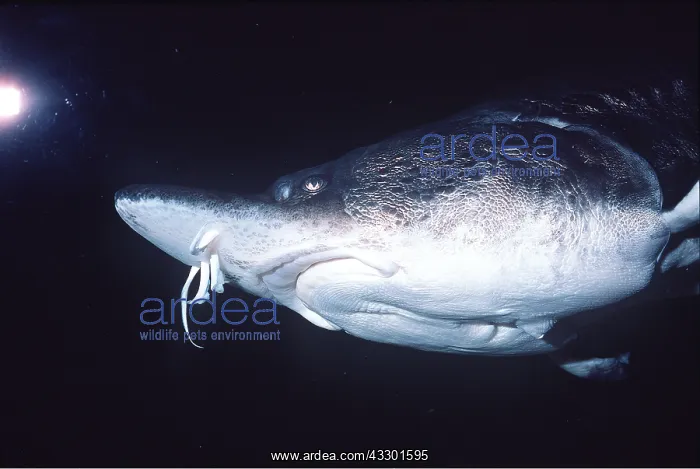  : STURGEON FISH - shows barbels in front of mouth